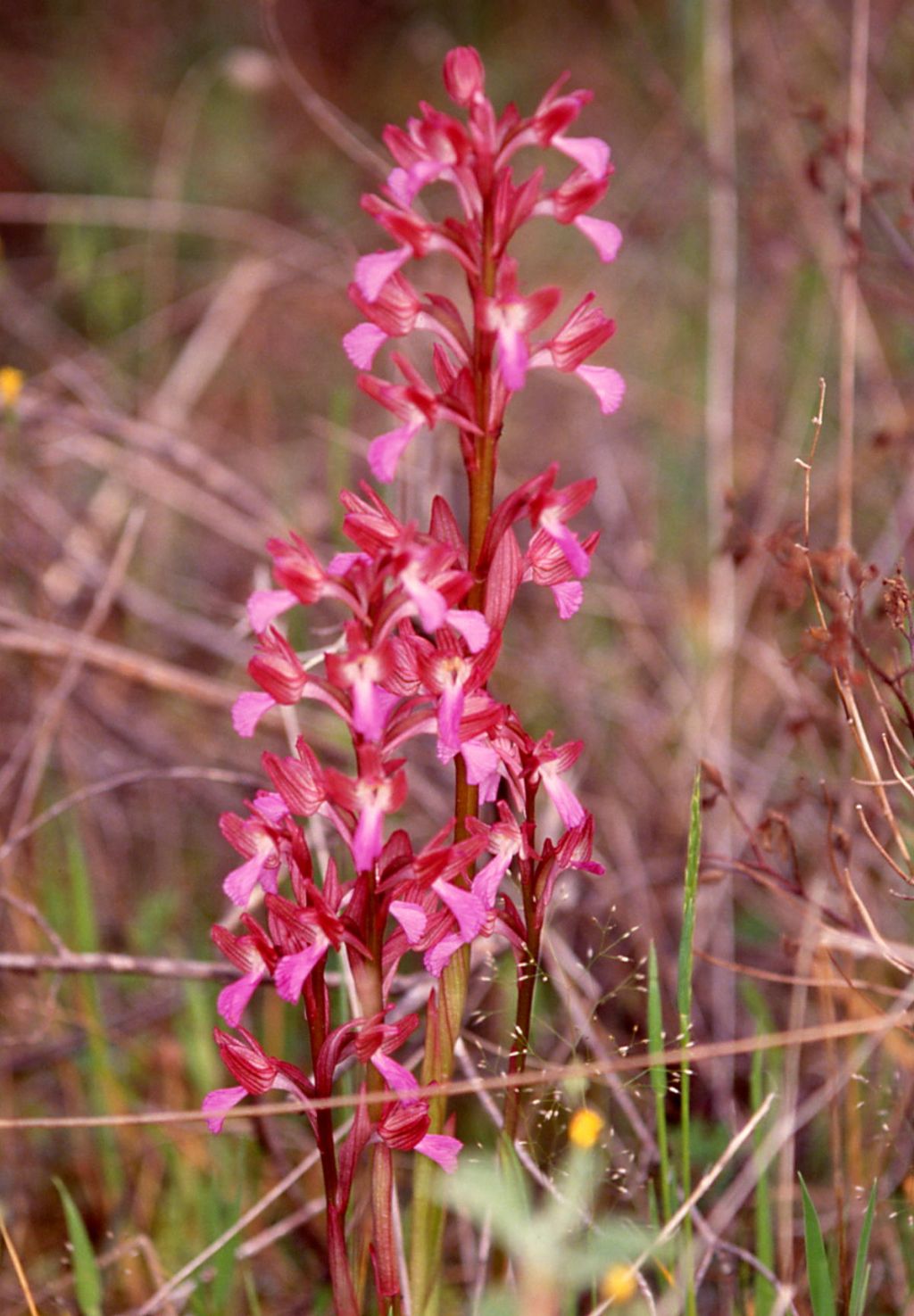 Anacamptis papilionacea